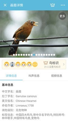 鸟叫声大全-1