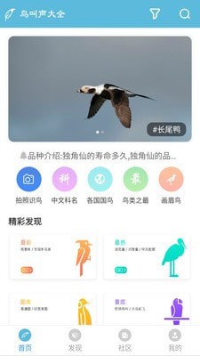 鸟叫声大全-0