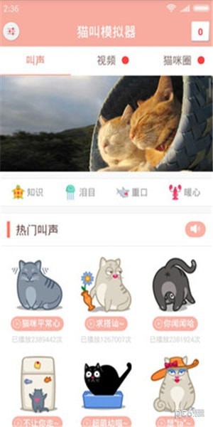 猫叫声音-01