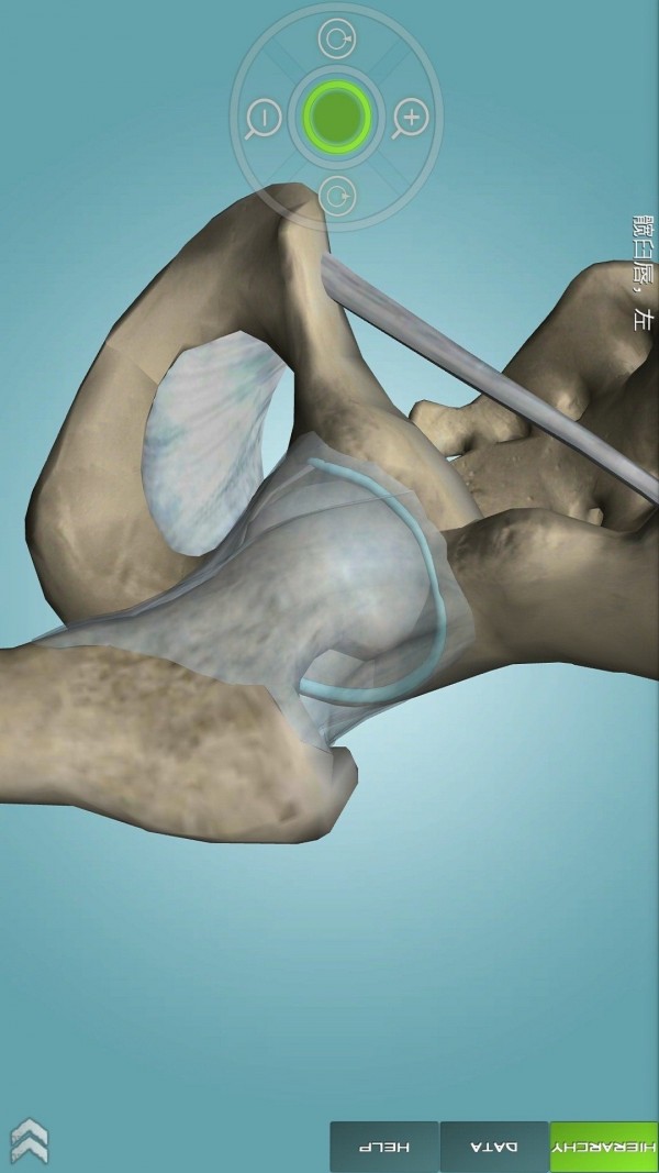 骨骼解剖图集-4