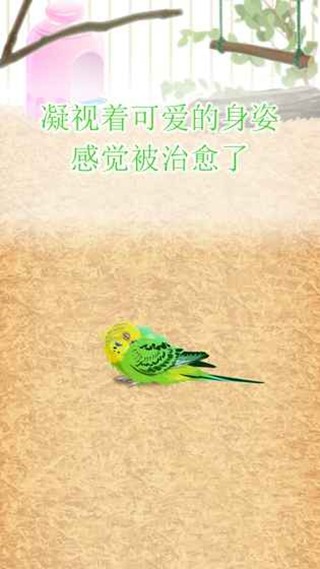 治愈的鹦鹉育成游戏-01