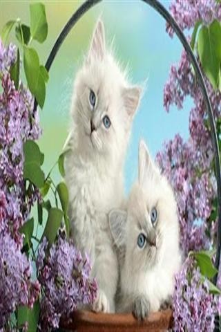 可爱猫找茬-01