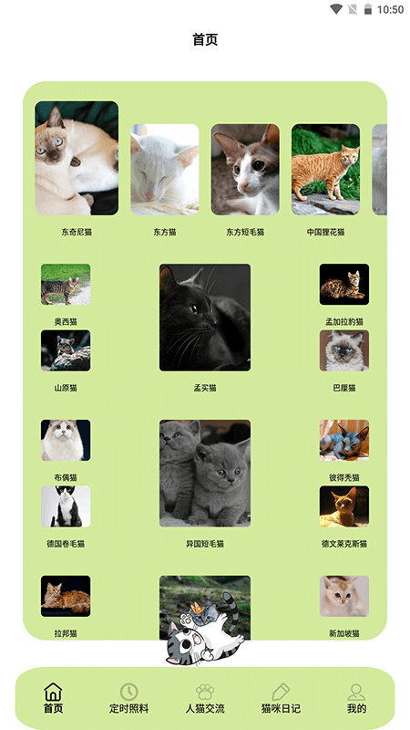 我家猫舍-01