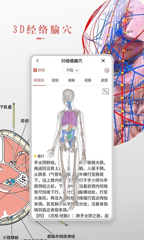 3dbody解剖学-3