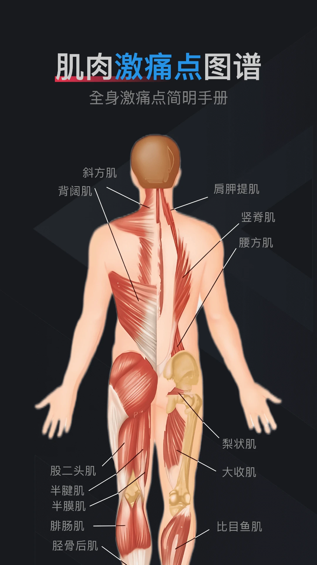 肌肉激痛点图谱-01